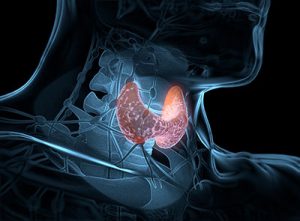 Die Gesundheit der Schilddrüse und ihre Auswirkungen auf das Altern 1