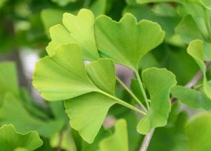 Wie Ginkgo Biloba beim Altern hilft