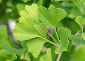 Wie Ginkgo Biloba beim Altern hilft