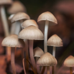 Zauberpilze verlangsamen den Alterungsprozess bei Mäusen – könnten sie das auch bei Menschen? 1