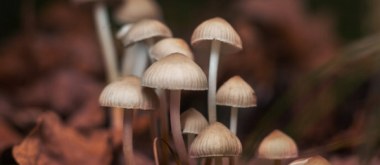 Zauberpilze verlangsamen den Alterungsprozess bei Mäusen – könnten sie das auch bei Menschen? 1