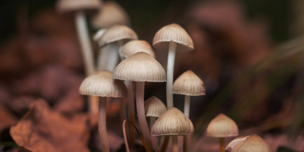 Zauberpilze verlangsamen den Alterungsprozess bei Mäusen – könnten sie das auch bei Menschen? 1