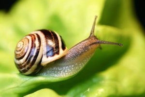 Können Menschen Augen nachwachsen lassen? Schnecken können es bereits 1