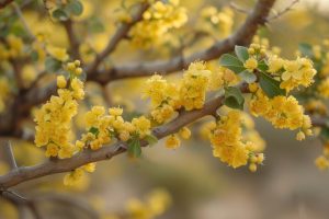 Eine traditionelle brasilianische Pflanze zeigt unerwartete Wirksamkeit gegen Arthritis