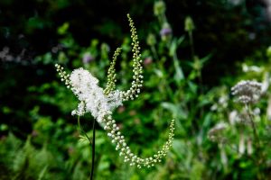 Pflanzliche Wirkstoffe für Frauen in der Menopause: Ein ausführlicher Überblick 2