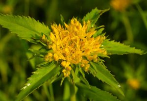 Pflanzliche Wirkstoffe für Frauen in der Menopause: Ein ausführlicher Überblick 4