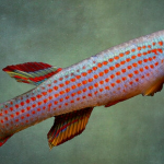 Ein Fisch, der innerhalb von Monaten altert, zeigt, wie Nieren altern