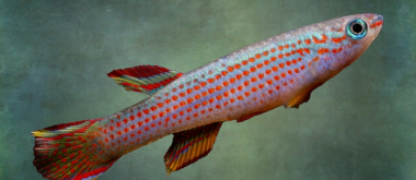 Ein Fisch, der innerhalb von Monaten altert, zeigt, wie Nieren altern