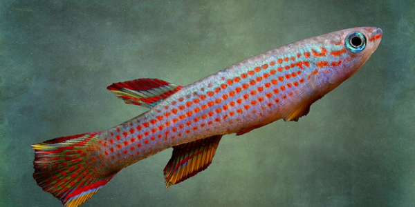 Ein Fisch, der innerhalb von Monaten altert, zeigt, wie Nieren altern